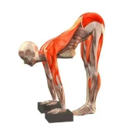 Biomecánica de Yoga